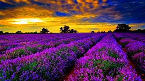 Lavender Desktop Wallpapers - Top Free Lavender Desktop Backgrounds ...