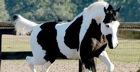 American Paint Horse Breed - Wow what Beautiful Markings - Stable Express