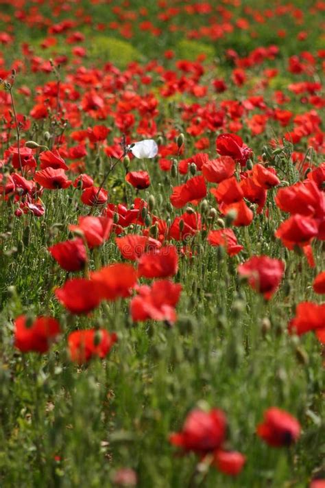 Red Poppy Field With One White Poppy Stock Image - Image of poppy ...