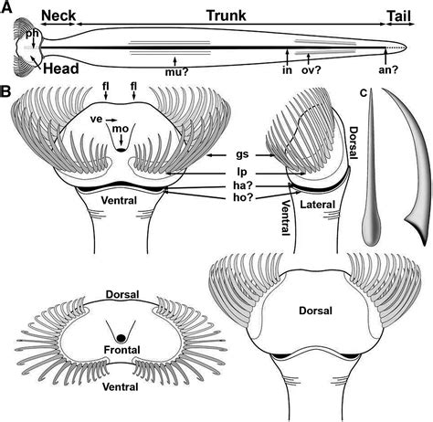 A Large Cambrian Chaetognath with Supernumerary Grasping Spines: Current Biology