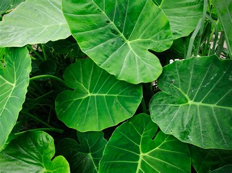 Taro Leaves: Nutrition, Benefits, and Uses