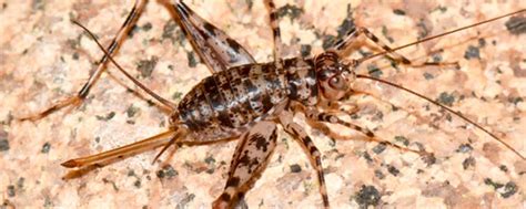 Do Crickets Bite: Harm and Dangers for Humans or Pets [2019]