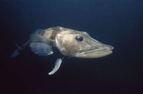 Antarctic Icefish Characteristics and Facts