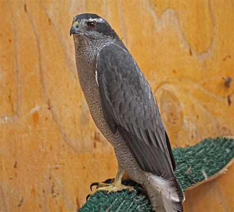 Pictures and information on Northern Goshawk