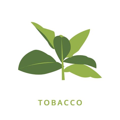 Tobacco Leaf Vector at Vectorified.com | Collection of Tobacco Leaf ...