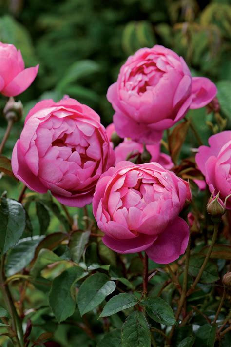 Old English Rose Varieties to Grow | HGTV