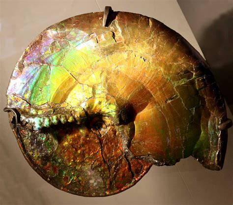 Louisville Fossils and Beyond: Placenticeras intercalare Ammonite Fossil