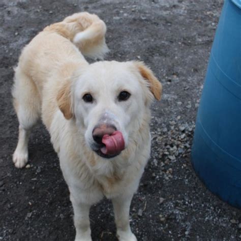 Dog for adoption - Ezra, a Great Pyrenees in Martinsville, VA | Petfinder