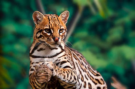 7 Interesting Ocelot Facts: Diet, Habitat, Behavior, Pics