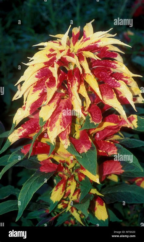 AMARANTHUS TRICOLOR 'JOSEPH'S COAT' Stock Photo - Alamy