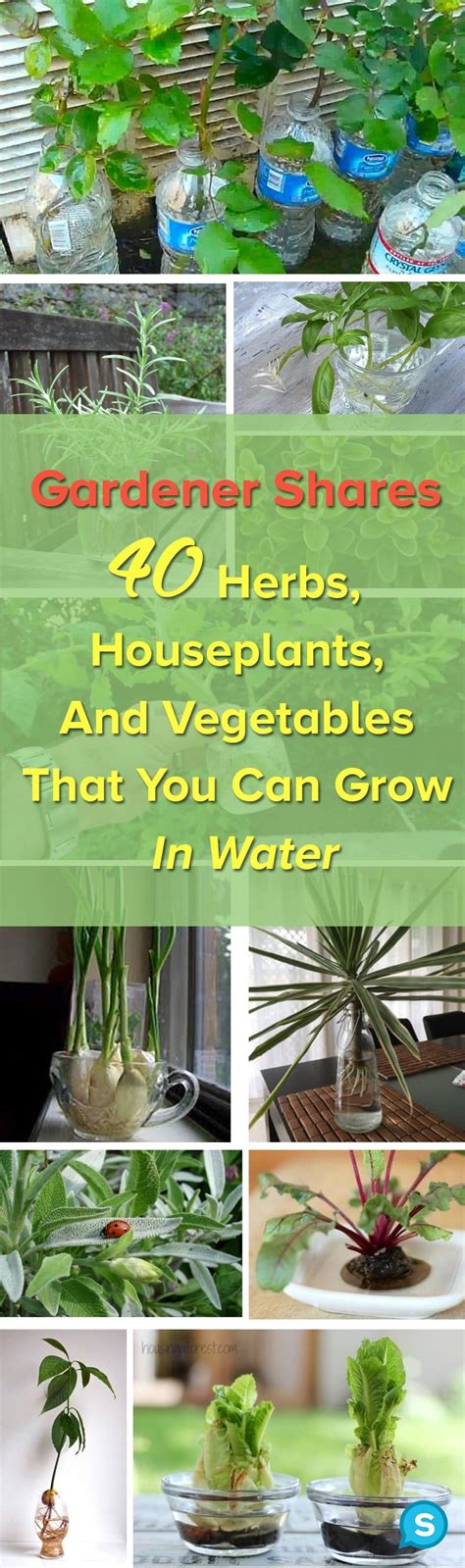 You don't need soil to garden. Here are 40 herbs, houseplants, and ...