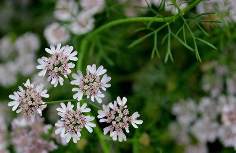 Coriander - Garden In Delight