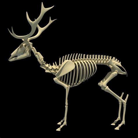 Deer Skeleton | Deer skeleton, Animal skeletons, Skeleton drawings