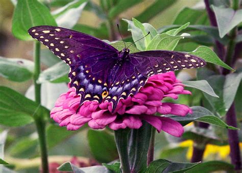 Myths, Symbolism and Meaning of Purple Butterflies