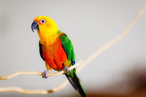 Vibrant Jenday Conure Available Now at thefinchfarm.com Orange Bodies, Green Bodies, Bird Breeds ...