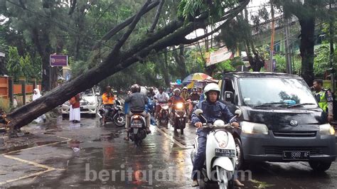 Hujan Deras, Pohon Tumbang, Nyaris Timpa Pengendara Motor