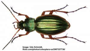 Types of Green Beetles (With Pictures) - Identification Guide