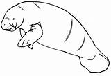 Manatee Coloring Pages sketch template
