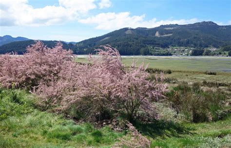 Plant a Tamarisk Tree this Christmas – Cheryl Kramarczyk