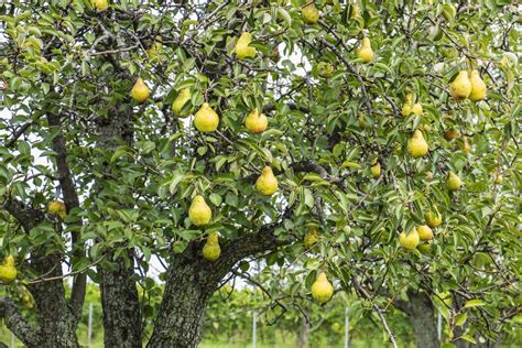 Boscs Flaschenbirne: Die Sorte im Portrait - Plantura