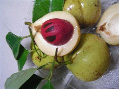 Nutmeg Fruit products,Malaysia Nutmeg Fruit supplier