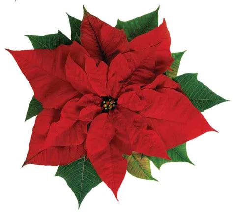 Poinsettia – Higgledy Garden