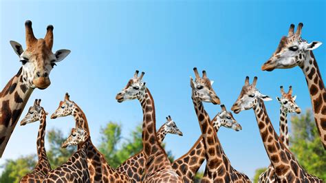 Download wallpaper 1920x1080 giraffe, wild animals, spots, full hd, hdtv, fhd, 1080p wallpaper ...