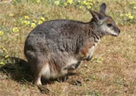 Kangaroo Footprints - Species