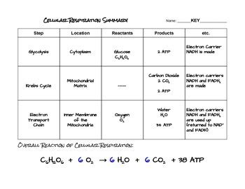 Cellular Respiration Reactants And Products Chart