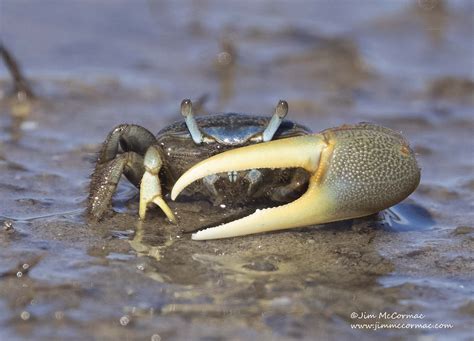 Ohio Birds and Biodiversity: Mud Fiddler Crab