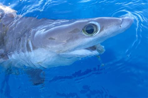 New Shark species discovered in Belize has been identified - The San Pedro Sun