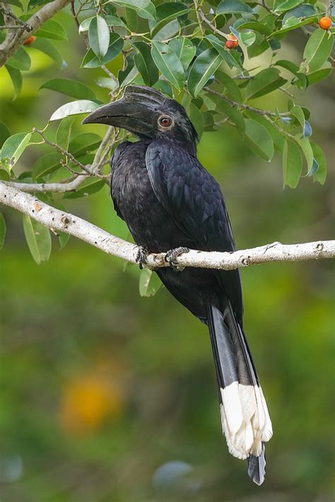 Black Hornbill at Pulau Ubin | Most beautiful birds, Pet birds ...