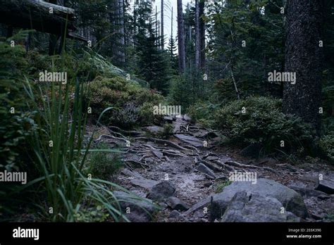 Hiking through the Black Forest in Germany Stock Photo - Alamy