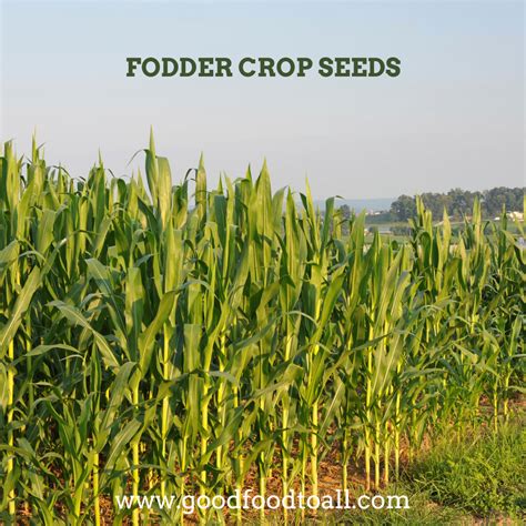 Forage Crops - Rangamalai Organic Farms (ROF) - Manvasanai