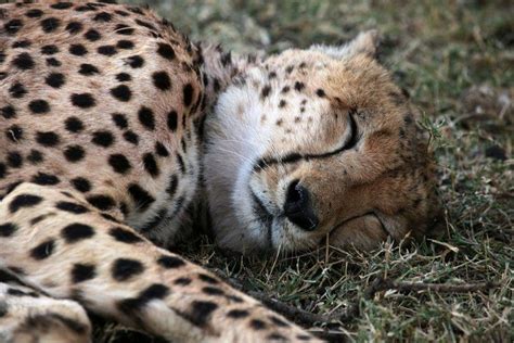 Sleeping Cheetah | Cheetah photos, African cats, Photo