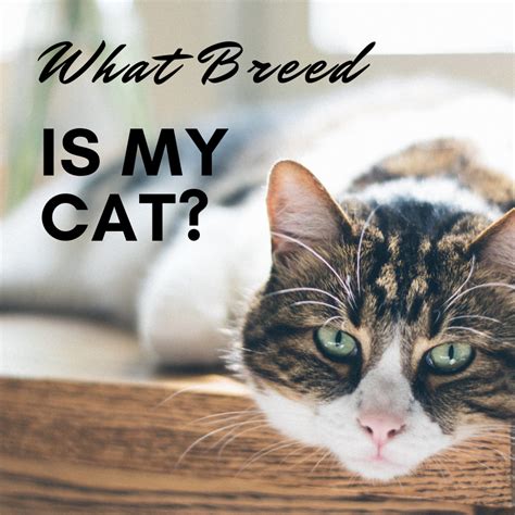 How to Determine Your Cat's Breed—Identify Mixed Breeds and Purebreds ...