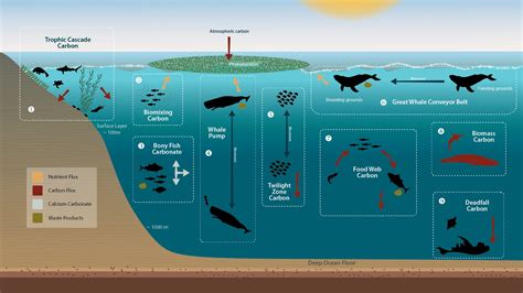 Marine life – deep sea heroes fighting climate change - Norwegian Blue Forests Network