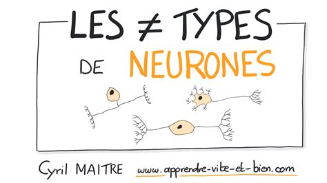 NEUROSCIENCES EN DESSINS : Quels sont les différents types de neurones