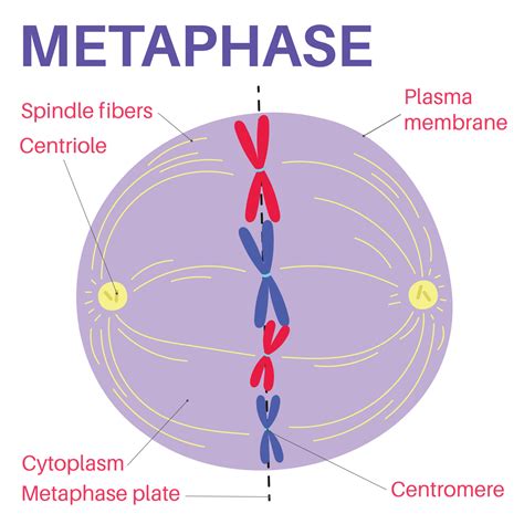 Different Stages Of Metaphase