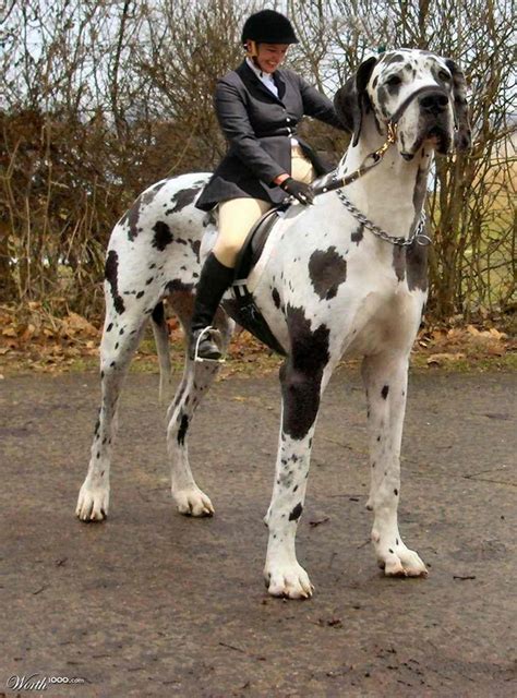 Cute Dogs|Pets: Great Dane~Tallest Dog in the World Pictures