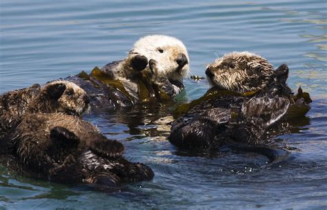 File:Four sea otters.JPG - Wikipedia