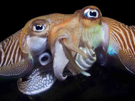 Cuttlefish mating | Sea life animals, Underwater, Deep sea creatures