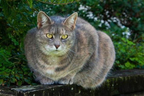 5 Popular Cat Breeds That You Are Likely to See in Pennsylvania - Wise ...