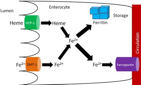 Iron Metabolism - Absorption - Excretion - TeachMePhysiology