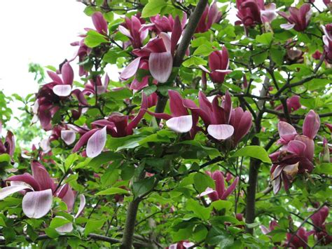 Magnolia - conditii de crestere si inmultire | Blog Botanistii