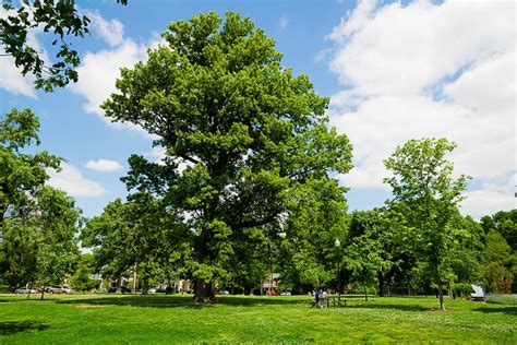 Shumard Oak Trees For Sale | Wildtree.co Native Tree & Plant Nursery