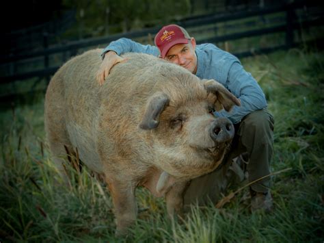 Emma the pig - Apricot Lane Farms