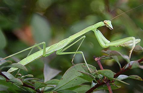 Shop Praying Mantises: A Bug Every Garden Should Have and other Seeds at Harvesting History