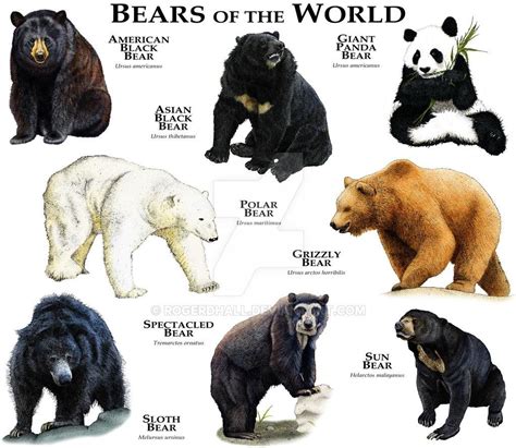 Bears of the World của rogerdhall trên DeviantArt | Động vật, Mèo, Nghệ thuật