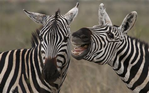 Zebra Stripes Aren't Camouflage and Don't Deter Predators - Newsweek